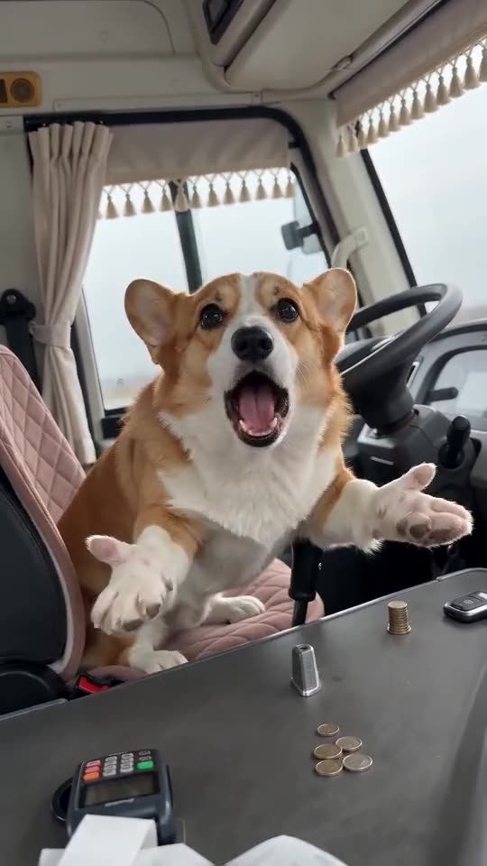 Example frame: a corgi sitting up in a minibus driver's seat with its front paws raised and its mouth open