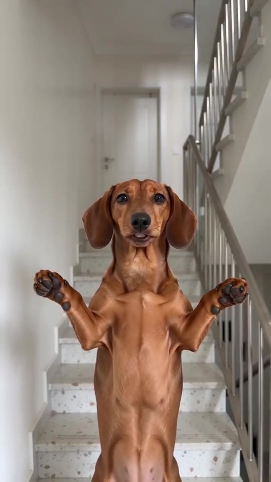 A sausage dog joins in